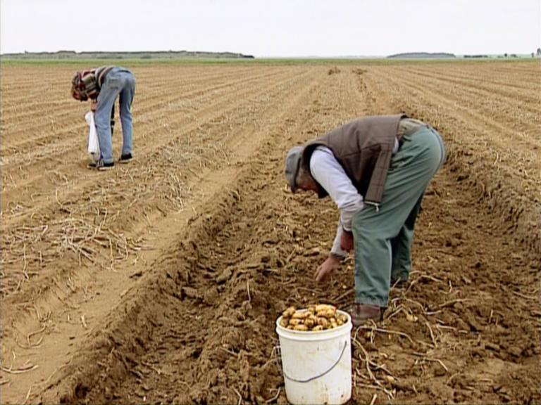 Glaneurs et la Glaneuse